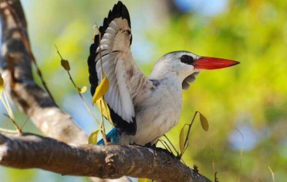 Chuiba Bay lodge Đảo Đảo Pemba Ngoại thất bức ảnh